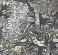 Wide Fossil Seed Fern Plate - Pennsylvania #79641-1